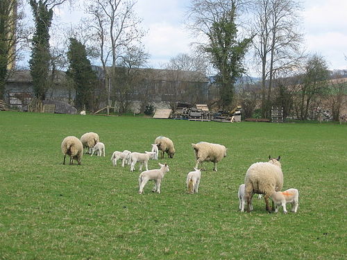 Acton, Shropshire